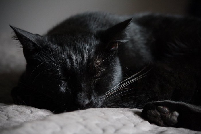 ベッドの上で眠っている黒猫