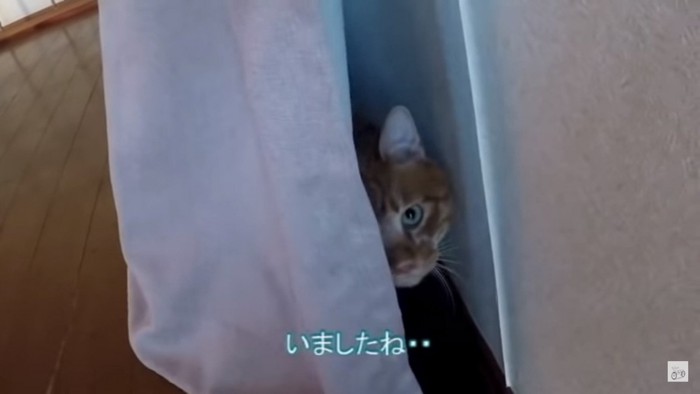 カーテンに隠れる猫
