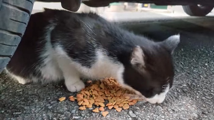 路上でエサを食べる猫