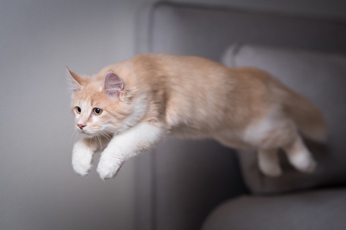 ジャンプする美しい猫