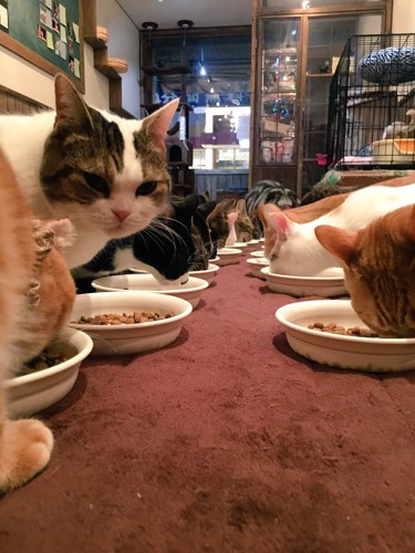 餌を食べる猫たちの画像