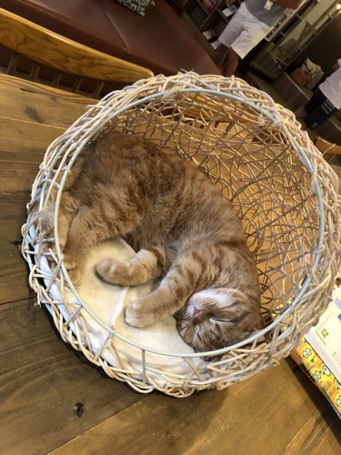 カゴの中で眠る猫