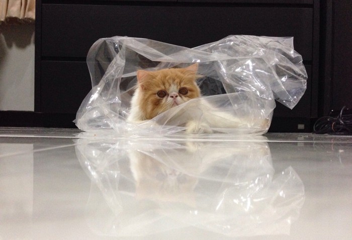 ビニール袋に入る猫