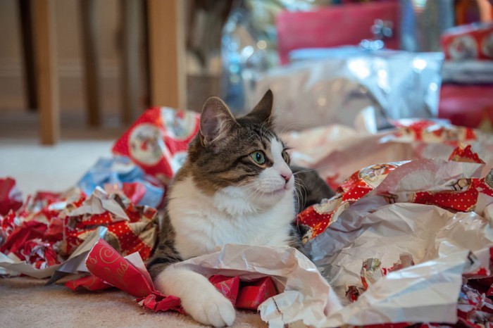 解いた包装紙の上で寛ぐ猫