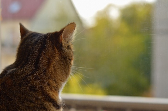 窓の外を眺める猫の後ろ姿
