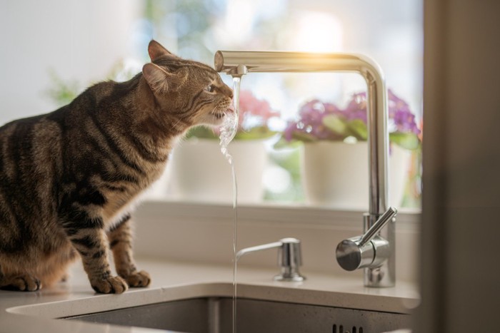 水道の蛇口から水を飲む猫