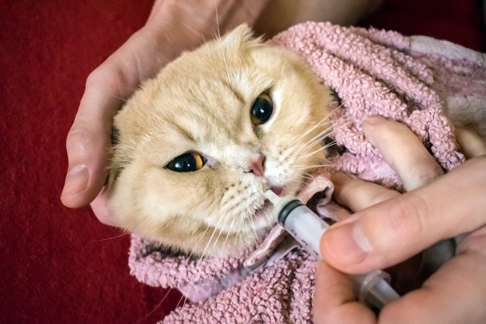 シリンジで薬を飲まされている猫