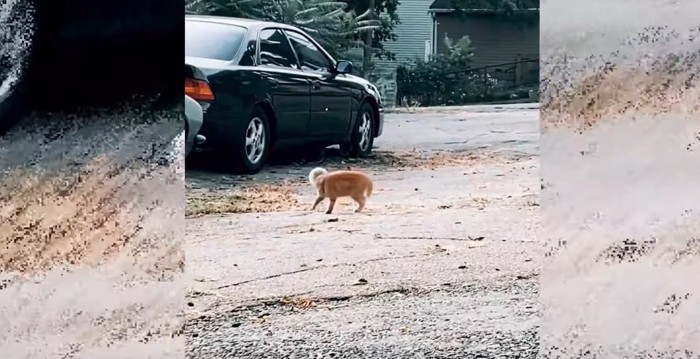 路上を歩くガラスのボウルを被った猫