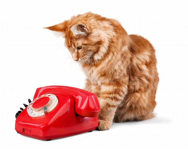 赤い電話を見る猫