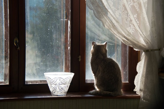窓の外を見る猫と白いレースのカーテン