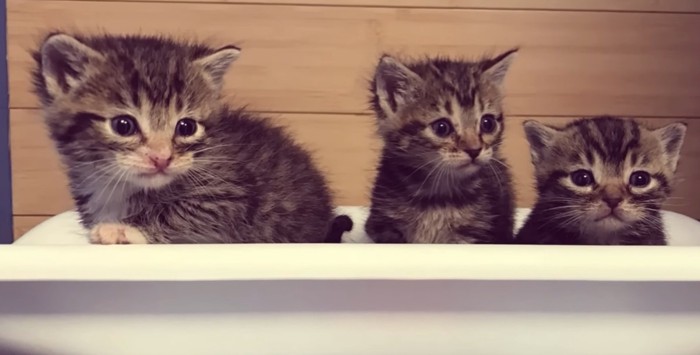 体重計に乗る3匹の子猫