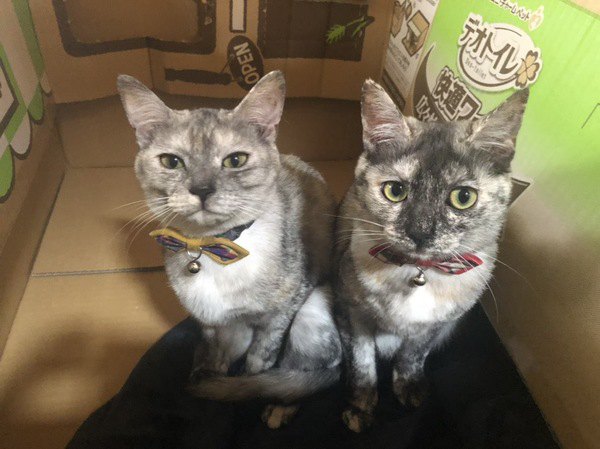 色違いの首輪をしている双子猫