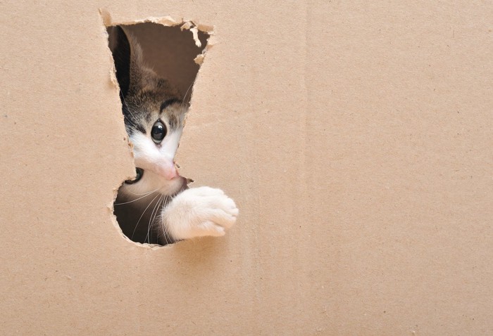 箱から覗く猫