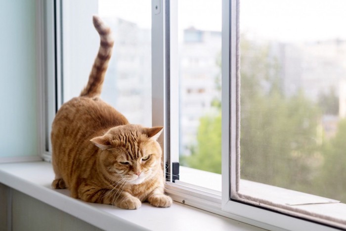 窓の近くにいる猫