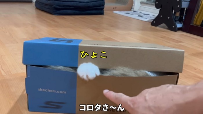 箱から前足を出す猫