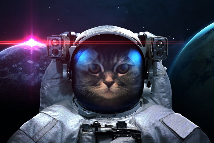 猫の宇宙飛行士