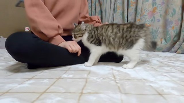 女性の手のにおいをかぐ猫