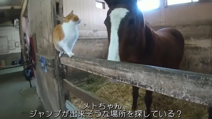 馬の背中を見ている猫
