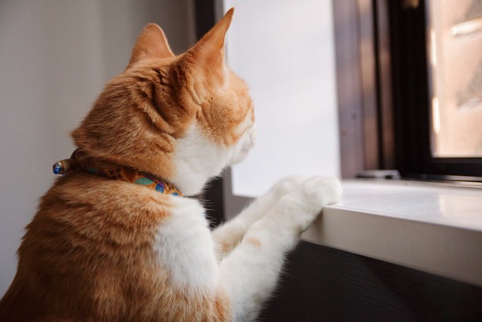 窓に手を添えて眺める猫