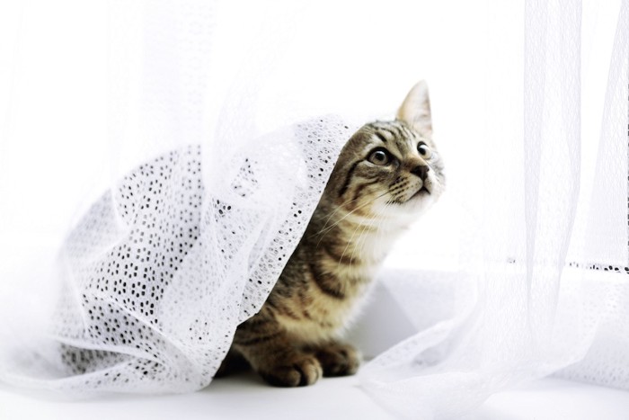 カーテンに潜って遊ぶ猫