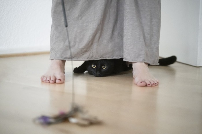 女性の足の間からおもちゃを狙う猫