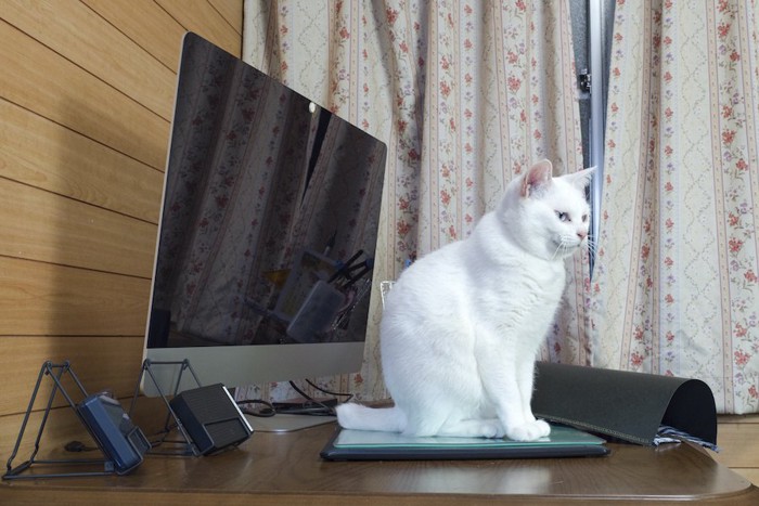 台に置かれたパソコンに乗る猫