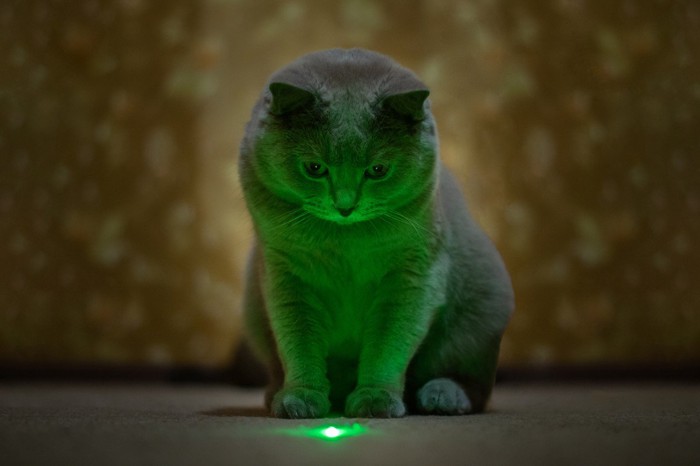 猫と緑の光