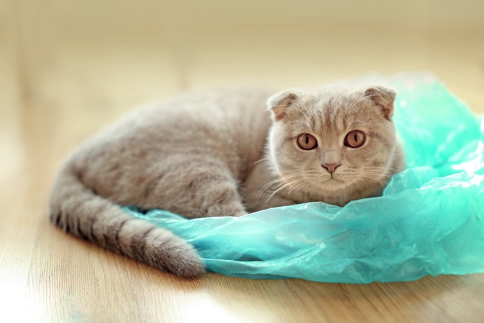 ビニール袋で遊ぶ猫