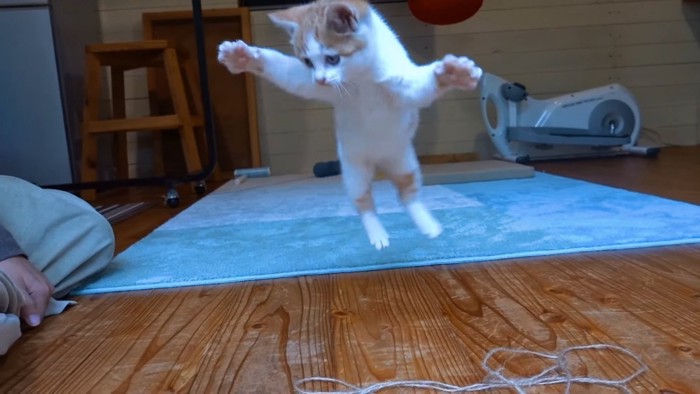 ジャンプする子猫