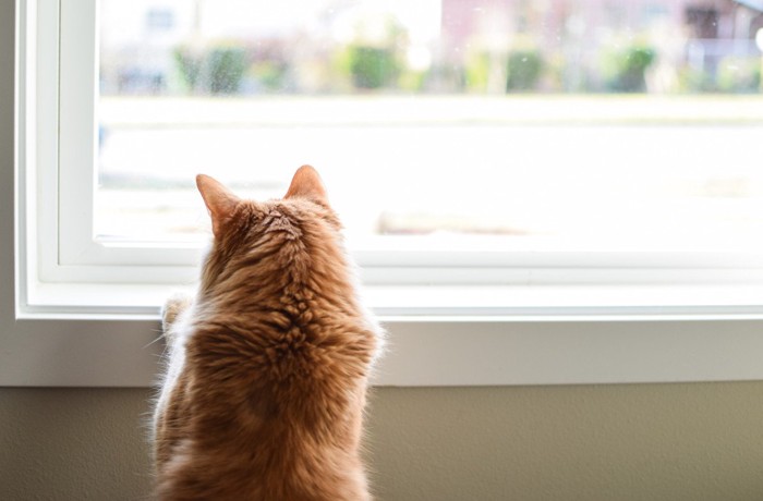 窓に手を当てて外を見る猫