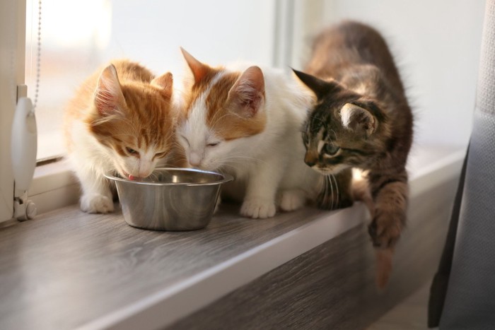 窓際の1つの食器で必死に食べる子猫3匹