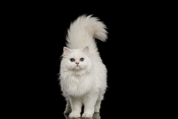 尻尾を立てる白猫