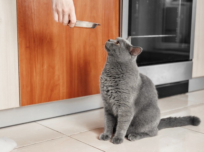 ご飯をもらうのを待つグレーの猫