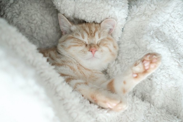 毛布に包まれて眠る猫