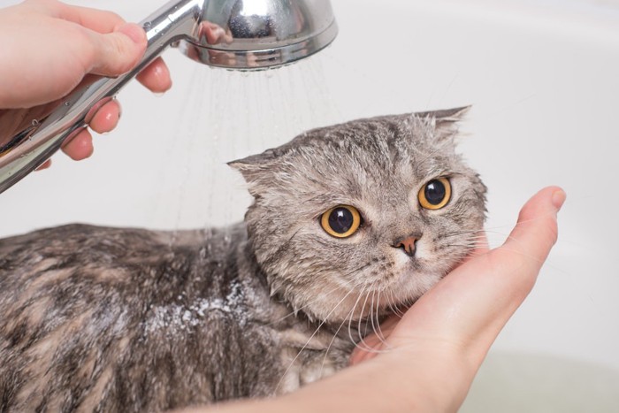 シャワーを浴びている猫