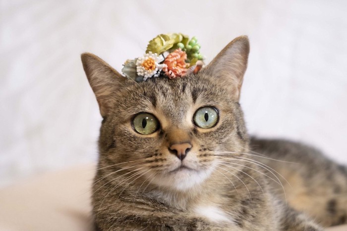 お花を頭の上に乗せる猫