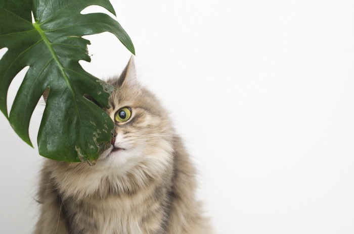 観葉植物の間から覗く猫