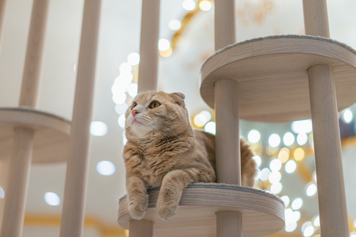 キャットタワー上で呆然とする猫