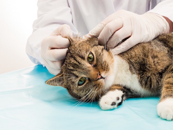 獣医師に耳を診察される猫