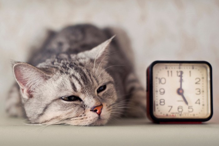 時計と並ぶ猫