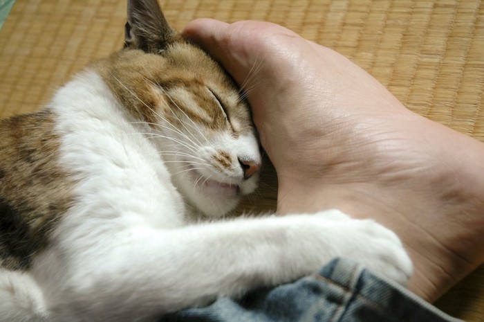 飼い主の足に顔を近づけて眠る猫