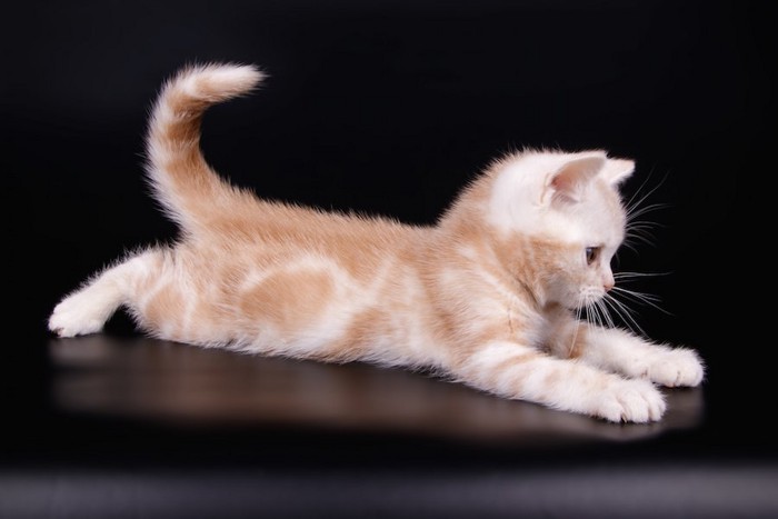 両手足を伸ばして遊ぶアメリカンショートヘアの子猫