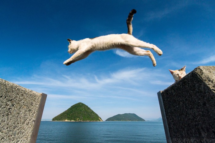 海の上を大ジャンプする猫