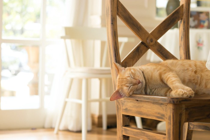 椅子の上で寝る猫