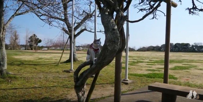 木を登る猫