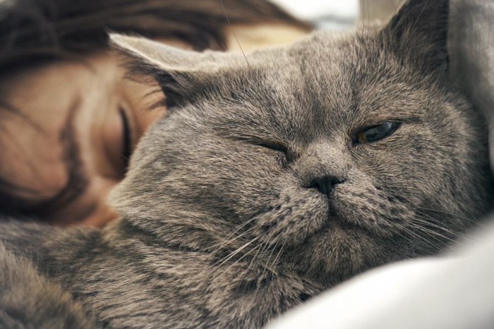 女性の顔の前で寝るグレーの猫