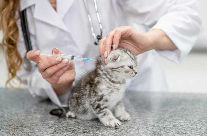 ワクチン接種を受ける子猫