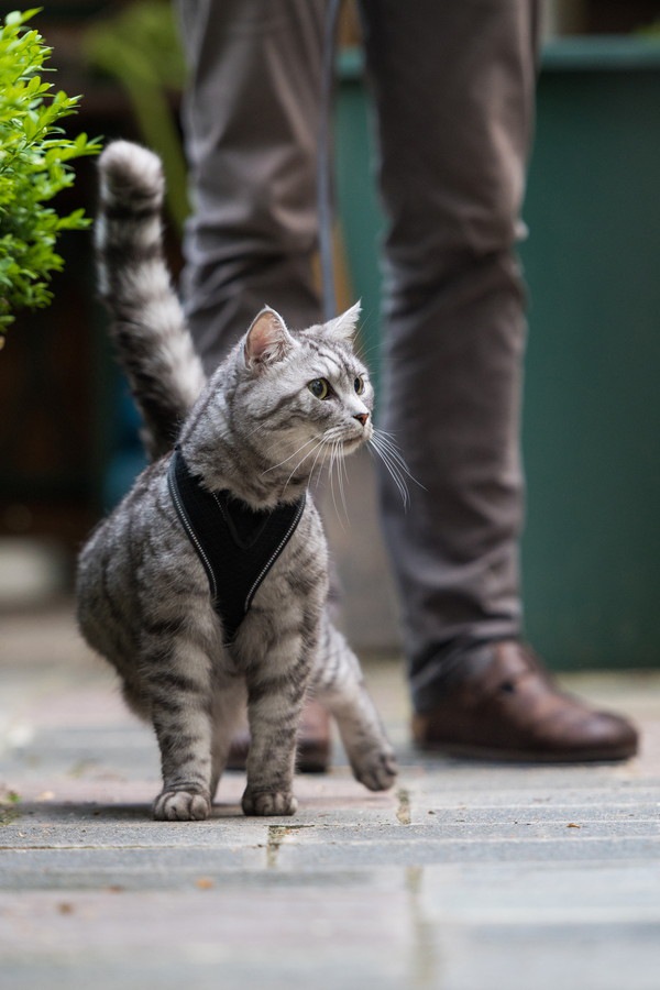 ハーネスをして街を散歩する猫