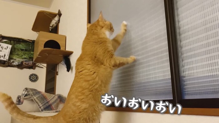 窓を叩く猫