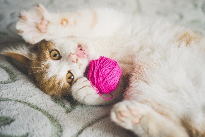 ピンクのボールで遊ぶ猫